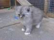 Adorable Full Ragsoll Kitten comes with both....
