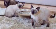 Tonkinese Kittens Male Chocolate and Seal point East Yorkshire