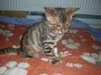 Cute Bengal kittens ready now £225. 2 GCCF registered....