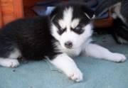 Home Trained Siberian Husky Puppies For Sale