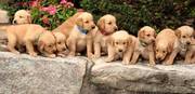Gorgeous golden retriever puppies ready to go