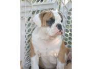 Male & Female Olde English Bulldog Puppies Available