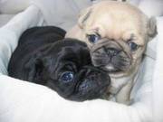 Pug puppies available Male and Female