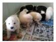 japanese akita puppies. i have 4 akita puppies for sale....