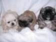 Pekingese puppies for sale Pekingese puppies for sale....