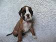 2 STUNNING WELL breed boxer puppies for sale we have 2....