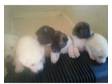 japanese akita puppies. i have 5 akita puppies for sale....