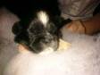 5 lhasa apso babies for sale. i have 5 lhasa apso....