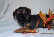 Border Terrier Puppies For Decent Homes