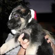 German Shepherd puppy for sale 12 weeks old