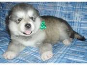 Lovely Alaskan Malamute Puppies for sale