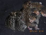Stunning litter of two girls and two boys.