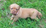 Dogue De Bordeaux  puppies for sale