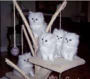 Friendly Persian kittens